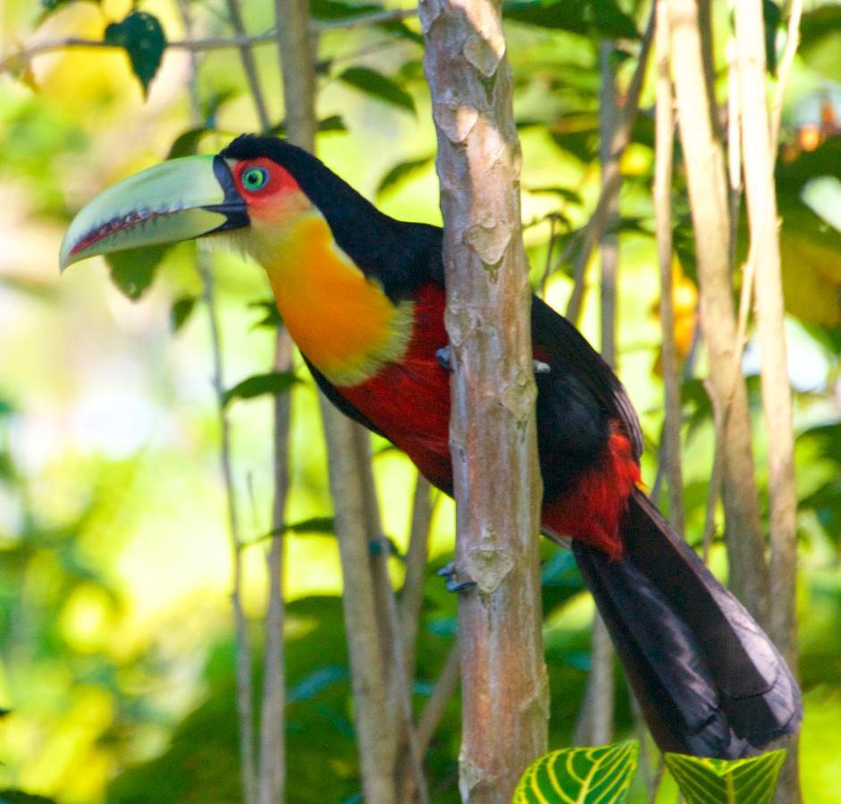 Casa Da Floresta Pico Da Aguia Araquari Eksteriør bilde